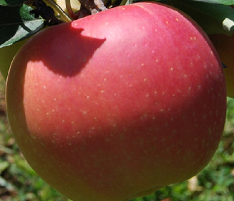 Mutsu alma jellemzői