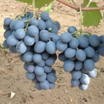 Moldova szőlő