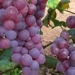 Piros saszla szőlő