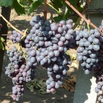 Kismis Moldavszkij szőlő