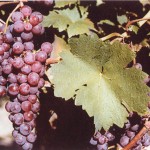 Kósa szőlő