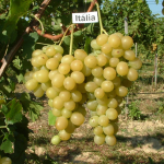 Itália szőlő