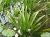 Kolokán (Stratoides Aloides)