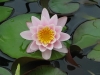Tavi rózsa (Nymphaea Pink Sensation)