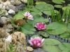 Tavi rózsa (Nymphaea Attraction)