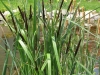 Fekete sás (Carex nigra)