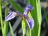 Szibériai nőszirom (Iris sibirica)