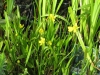 Békaboglárka (Ranunculus flammula)