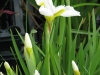 Szibériai nőszirom (Iris sibirica \'Snow Queen\')
