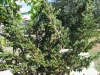 Meyeri himalájai boróka (Juniperus squam. 'Meyeri')
