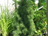 Cukorsüvegfenyő (Picea glauca \'Conica\')