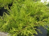 Sárga levelű kúszóboróka (Juniperus media 'Old gold')