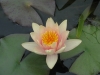 Tavirózsa (Nymphaea \'Sioux\')