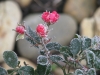 Jégszilánkos talajtakaró rózsa