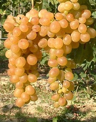 Afuz Ali szőlő