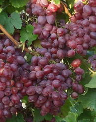 Anita szőlő