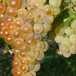 Fehér saszla szőlő