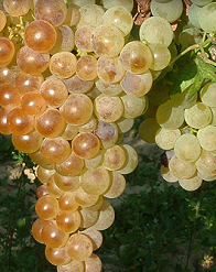 Fehér saszla szőlő
