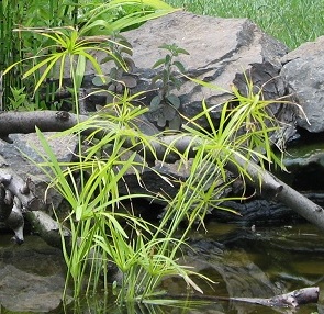 Vízi pálma (Cyperus longus)