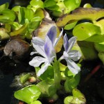 Vizijácint (Eichhornia crassipes)