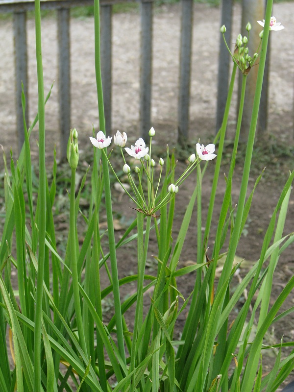 Virágkáka (Botomus umbelatus)