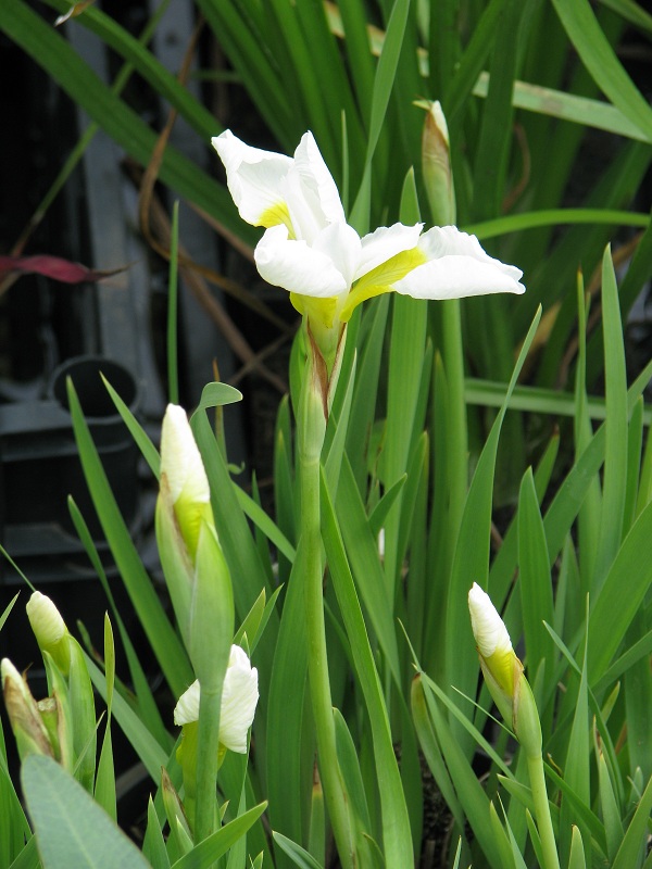 Szibériai nőszirom (Iris sibirica "Snow Queen")