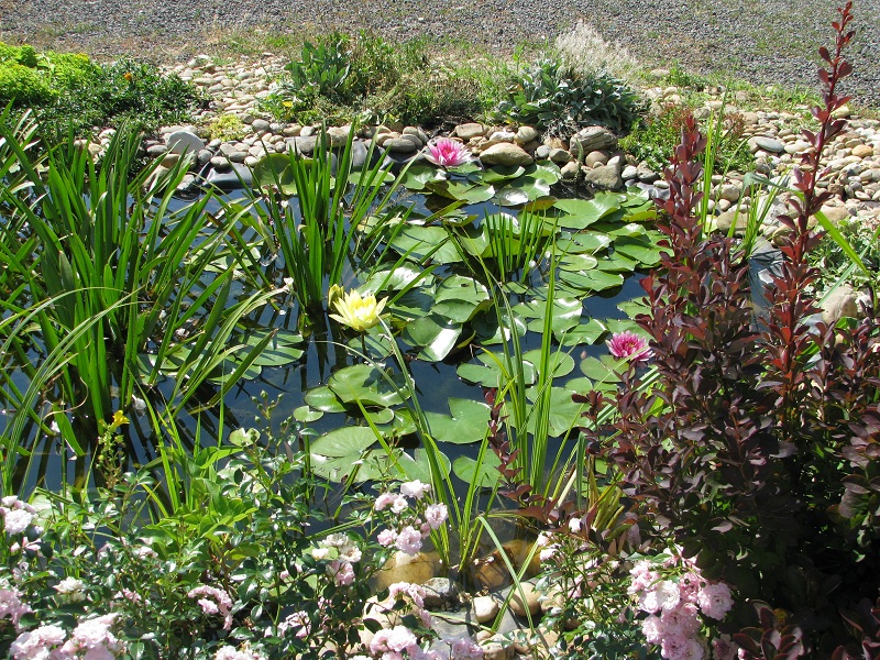 Buja növényzetű kerti tó