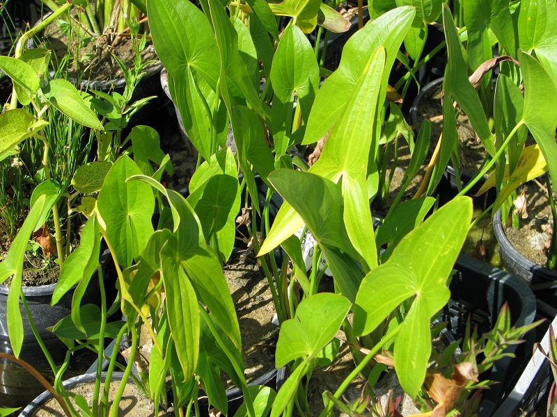 Amerikai nyílfű (Sagittaria latifolia)