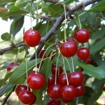 Kedvenc -szolnoki kertészet- gyümölcsfa biztos forrásból