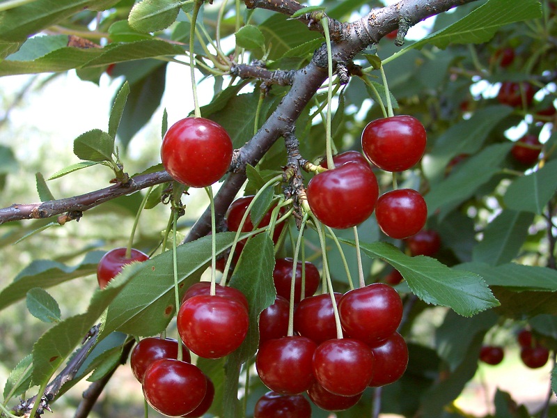 Kedvenc -szolnoki kertészet- gyümölcsfa biztos forrásból