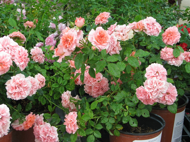 Kedvenc -szolnoki kertészet-rózsában utolérhetetlen