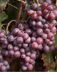 Kinga szőlő