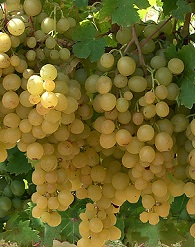Kozma Pálné muskotály szőlő
