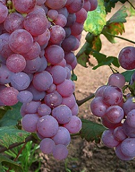Piros_saszla szőlő