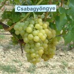 Csabagyöngye szőlő
