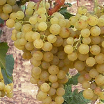 Irsai Olivér szőlő