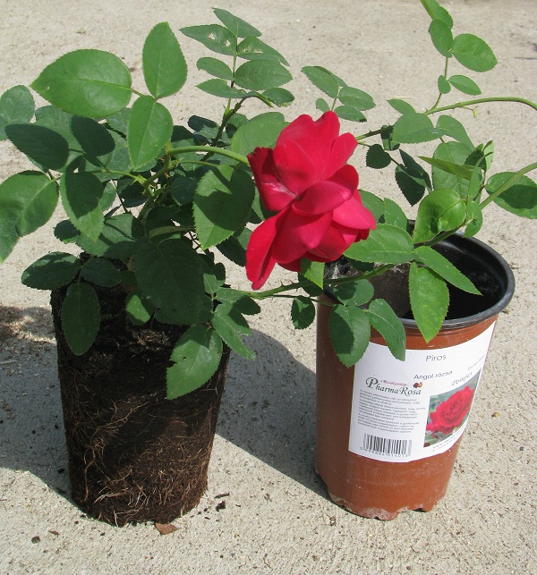 Fejlett gyökérzetű, életerős, angol rózsa