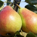 A jól választott gyümölcsfa csemete garantálja a jó termést