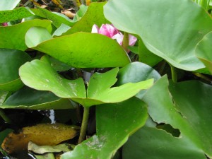 A víztükör fölé tornyosuló tavirózsa levelek