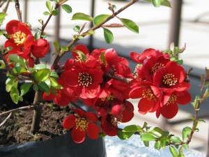 Tavasszal virágzó növények: Díszbirs