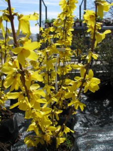 Tavasszal virágzó növények: Aranyvessző