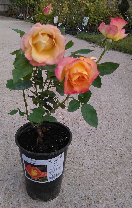 Fejlett, konténeres rózsatő nyáron a kertészetben
