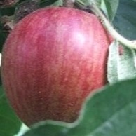 Nyári csíkos borízű alma