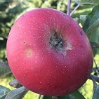 Téli piros pogácsa alma