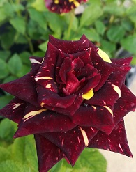 Különleges rózsa