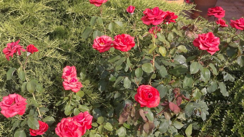 Dúsan virágzó, egészséges rózsa bokor