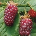Loganberry szedermálna