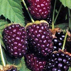 Boysenberry szedermálna