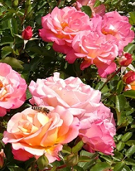 Örök kedvenc a kertekben a rózsa