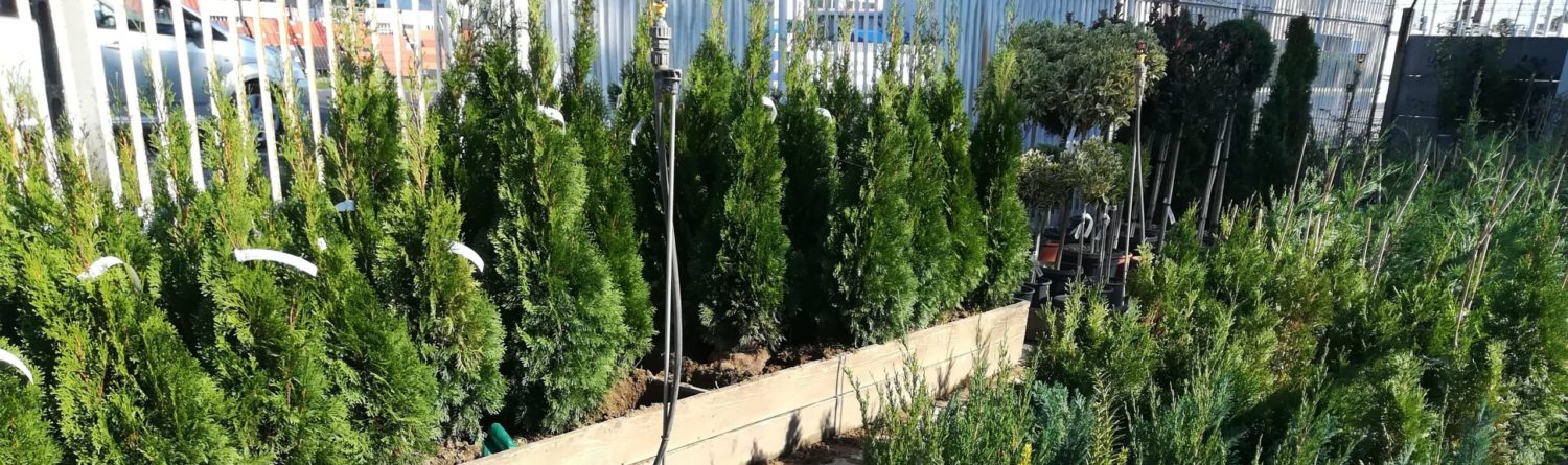 Örökzöld növény választék a Kedvenc kertcentrumban a szolnoki kertészetben